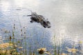 American Crocodile in Florida, USA