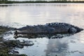 American Crocodile in Shallows Royalty Free Stock Photo