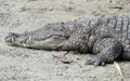 American Crocodile Sleeping Royalty Free Stock Photo