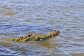 American Crocodile Snout Royalty Free Stock Photo