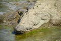 American Crocodile sunning on the beach
