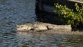 American crocodile sunning on the water\'s edge at the Flamingo Visitors Center in Florida.