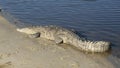 American crocodile sunning on the water\'s edge at the Flamingo Visitors Center in Florida.