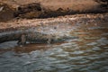 An American Crocodile suns itself on a river bank in Costa Rica