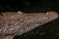 American Crocodile in a swamp in Jamaica