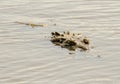 AMERICAN CROCODILE SWIM IN RIVER