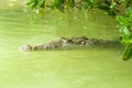 American Crocodile swimming in a mangrove lagoon Royalty Free Stock Photo