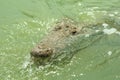 American Crocodile swimming in a mangrove lagoon Royalty Free Stock Photo