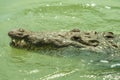 American Crocodile swimming in a mangrove lagoon Royalty Free Stock Photo