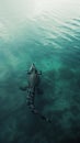 American crocodile swimming in ocean, fog around. Crocodile swimming in river. Beautiful photo Royalty Free Stock Photo