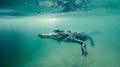 American crocodile swimming in ocean, fog around. Crocodile swimming in river. Beautiful photo Royalty Free Stock Photo