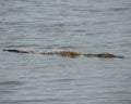 American crocodile swimming in a river with its head and body revealed on the surface Royalty Free Stock Photo