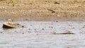 American Crocodile & x28;Crocodylus acutus& x29; hiding in shallow water, taken in Costa Rica Royalty Free Stock Photo