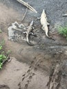 American Crocodiles in Costa Rica