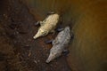 American crocodiles, Crocodylus acutus, animals in the river. Wildlife scene from nature. Crocodiles from river Tarcoles, Costa