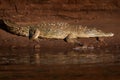 American crocodiles, Crocodylus acutus, animals in the river. Wildlife scene from nature. Crocodiles from river Tarcoles, Costa