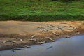 American crocodiles, Crocodylus acutus, animals in the river. Wildlife scene from nature. Crocodiles from river Tarcoles, Costa Royalty Free Stock Photo