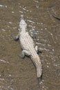 American crocodiles, Crocodylus acutus, animals in the river. Wildlife scene from nature. Reptile from river Tarcoles, Costa Rica Royalty Free Stock Photo