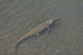 American crocodiles, Crocodylus acutus, animals in the river. Wildlife scene from nature. Reptile from river Tarcoles, Costa Rica Royalty Free Stock Photo