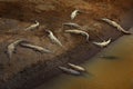 American crocodiles, Crocodylus acutus, animals in the river. Wildlife scene from nature. Crocodiles from river Tarcoles, Costa Royalty Free Stock Photo