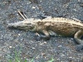 American Crocodiles in Costa Rica