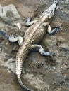 American Crocodiles in Costa Rica