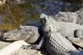 American Crocodiles playing near swamp