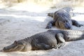 American Crocodiles resting Everglades National Park Florida USA