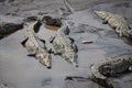 American Crocodiles in the Rio Tarcoles, Costa Rica