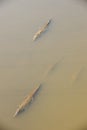 American crocodiles swimming Royalty Free Stock Photo