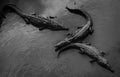 American crocodiles in the Tarcoles river