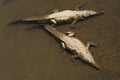 American crocodiles, view from above. Royalty Free Stock Photo