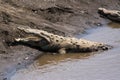 American crocodiles