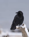 American Crow