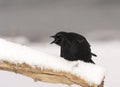 American Crow