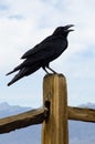 American Crow Royalty Free Stock Photo