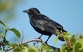 American crow. Royalty Free Stock Photo