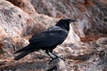 American crow Corvus brachyrhynchos perched on a pine tree. Photo taken in Clearwater, Tampa, USA