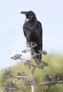 American crow or black bird on tree, california Royalty Free Stock Photo