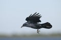 American crow, corvus brachyrhynchos Royalty Free Stock Photo