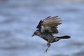 American crow, corvus brachyrhynchos Royalty Free Stock Photo