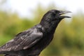 American Crow (Corvus brachyrhynchos) Royalty Free Stock Photo