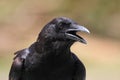 American Crow (Corvus brachyrhynchos) Royalty Free Stock Photo