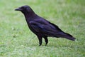 American Crow (Corvus brachyrhynchos) Royalty Free Stock Photo
