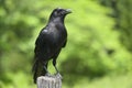 American Crow Corvus brachyrhynchos Royalty Free Stock Photo