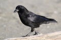 American Crow - Corvus brachyrhynchos Royalty Free Stock Photo