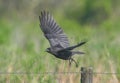 American crow Corvus brachyrhynchos flying from fence post in Florida Royalty Free Stock Photo