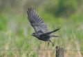 American crow Corvus brachyrhynchos flying Royalty Free Stock Photo