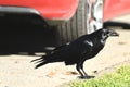 American crow, Corvus brachyrhynchos, 7. Royalty Free Stock Photo