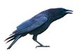 American crow, Corvus brachyrhynchos, shiny blue purple black iridescence isolated cutout on white background. Standing with mouth Royalty Free Stock Photo